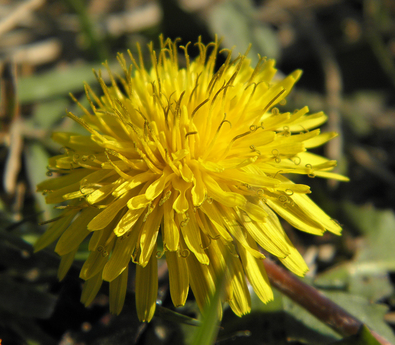 Image of Taraxacum tenellisquameum specimen.