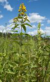 Lysimachia vulgaris