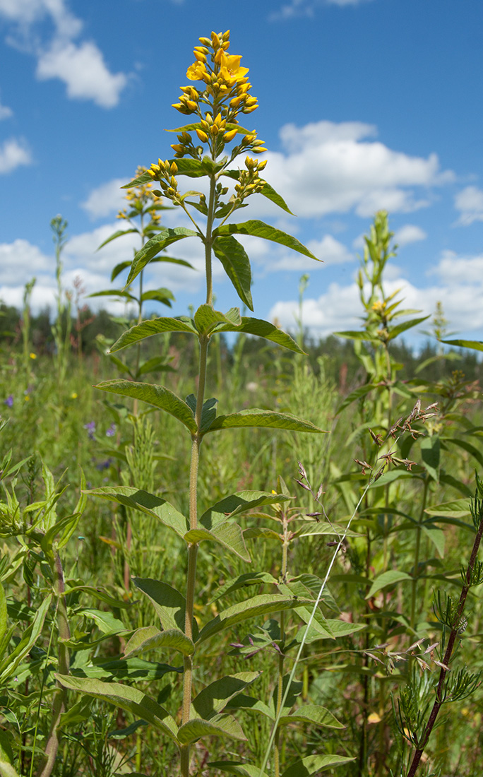 Изображение особи Lysimachia vulgaris.