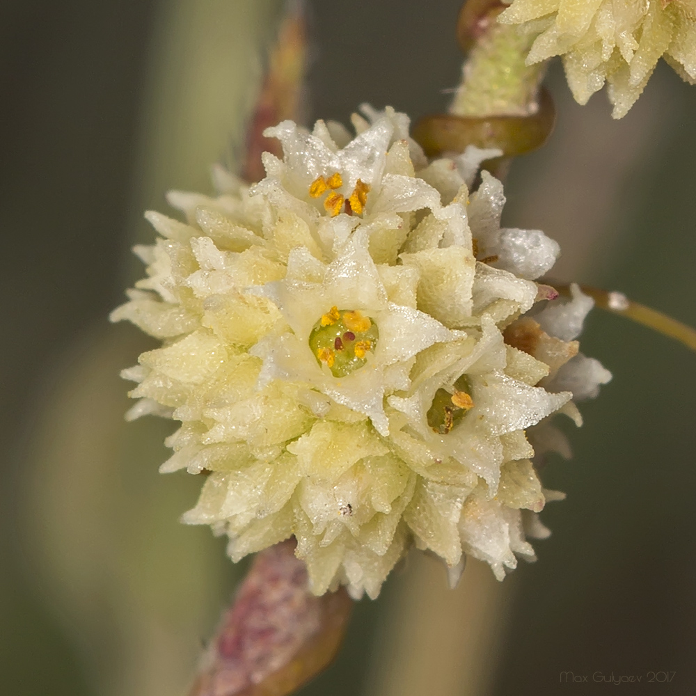 Image of genus Cuscuta specimen.