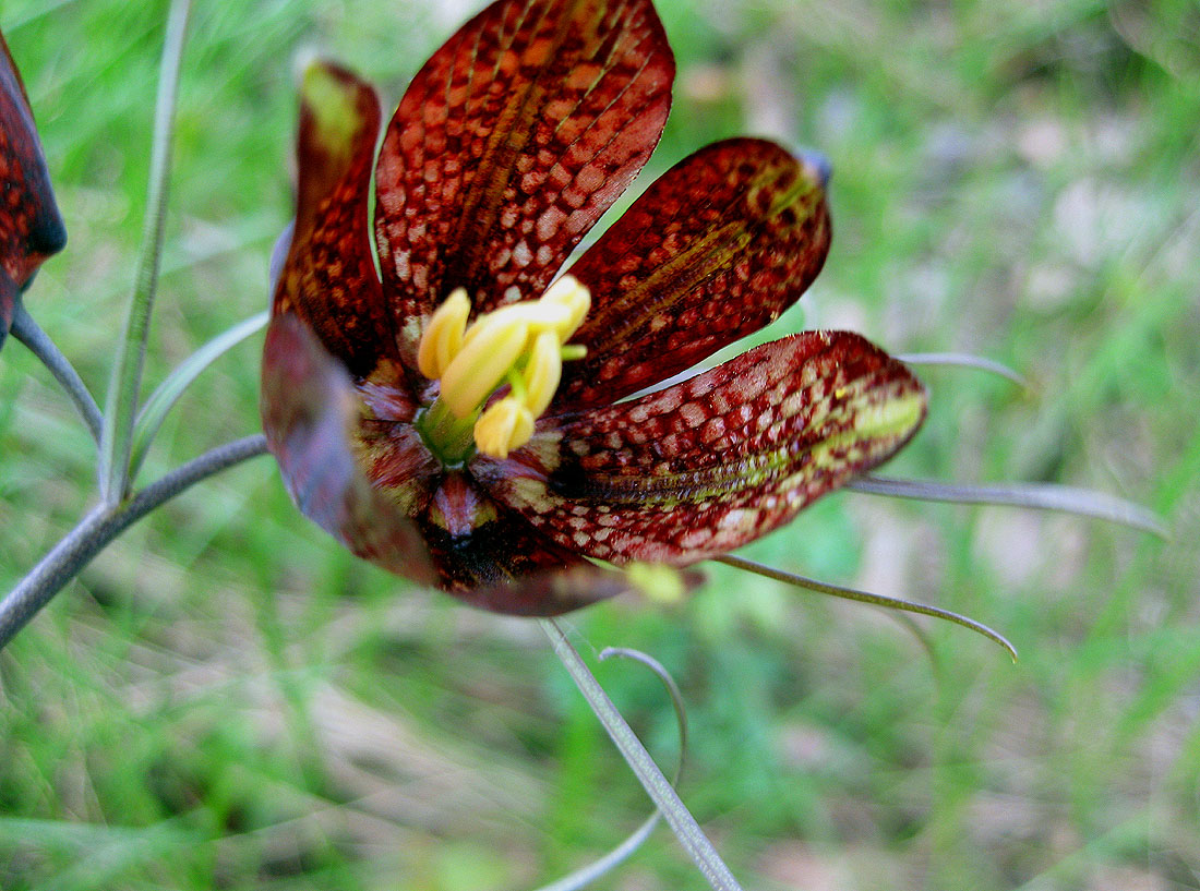 Image of Fritillaria ruthenica specimen.