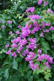 genus Bougainvillea. Побеги с соцветиями. Греция, о. Родос, в культуре. Июль 2017 г.