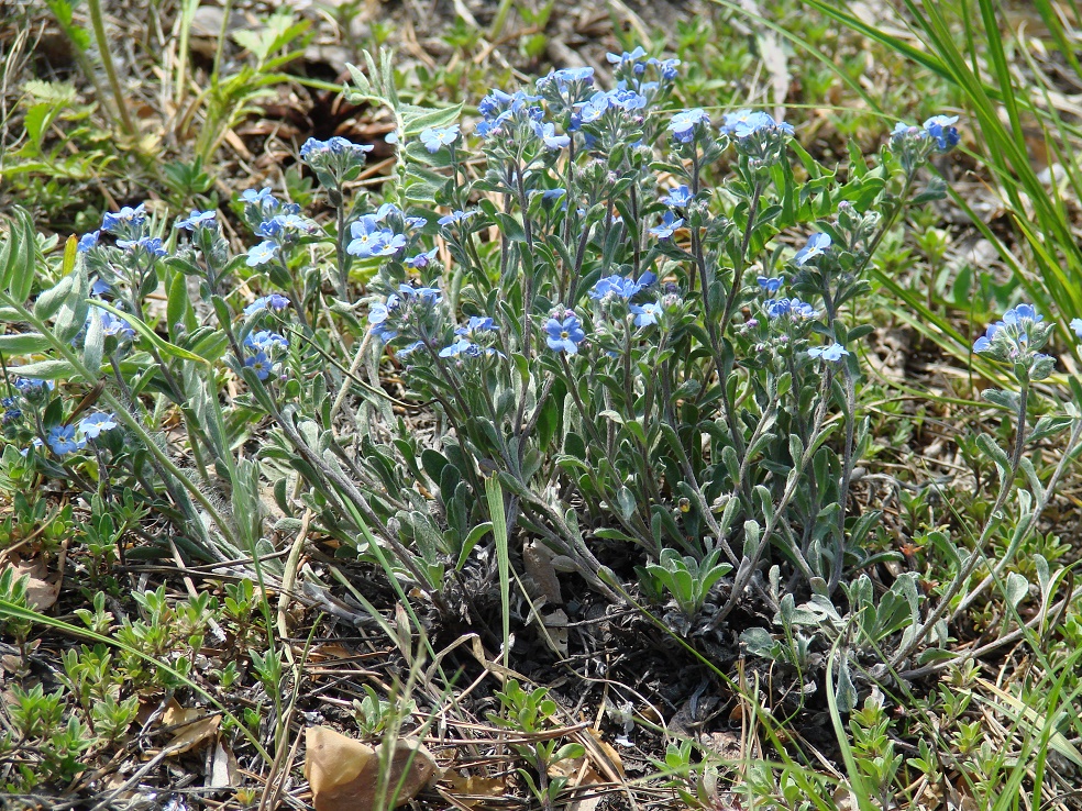 Изображение особи Amblynotus rupestris.