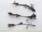 Pedicularis caucasica