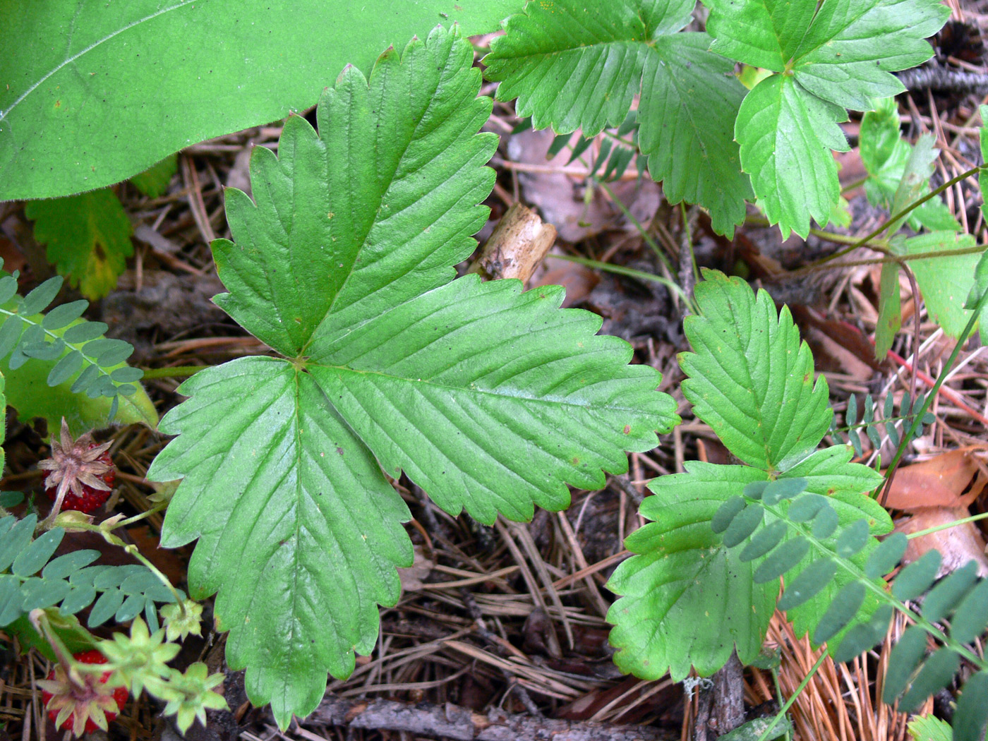 Image of Fragaria vesca specimen.