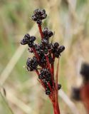 Luzula multiflora subspecies sibirica. Соплодия. Коми, Интинский р-н, Приполярный Урал, хр. Малдынырд, левый борт руч. Алькесвож. 04.08.2017.