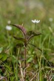 Trientalis europaea