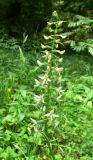 Platanthera bifolia. Соцветие. Московская обл., окр. Кубинки, смешанный елово-берёзовый лес. 19.06.2009.