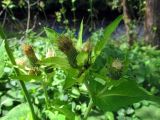 Cirsium oleraceum. Отцвётшие и зацветающее соцветия и присоцветные листья. Беларусь, Гродненская обл., Новогрудский р-н, Ладеникский сельсовет, дер. Городечно, левый берег р. Валовка, черноольшаник крапиво-бодяковый. 19.08.2015.