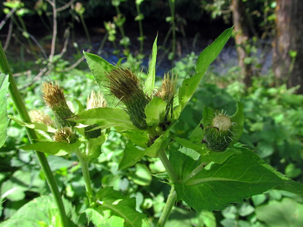 Изображение особи Cirsium oleraceum.