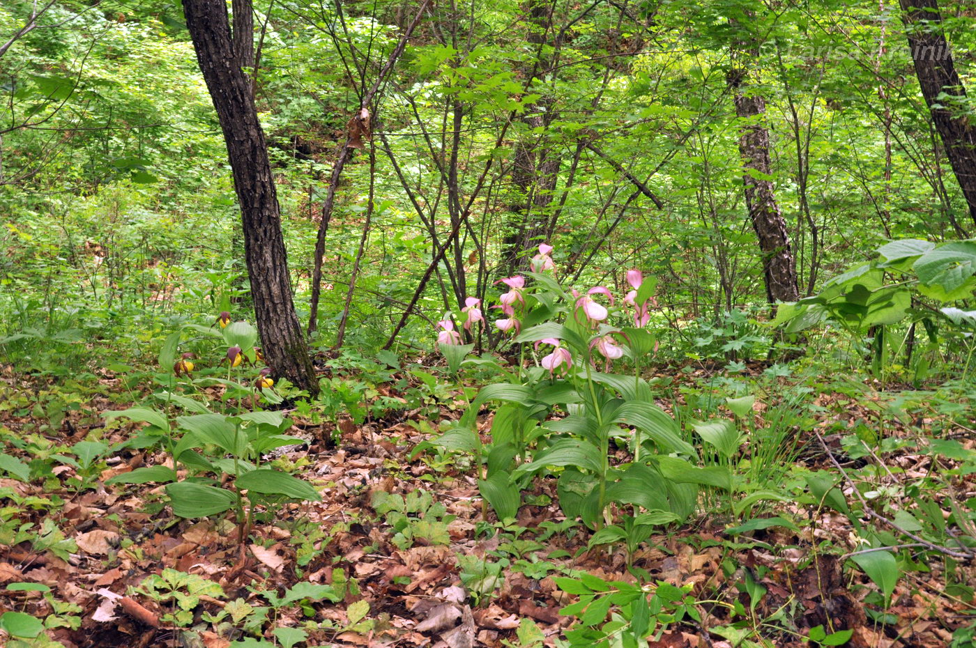 Image of Cypripedium &times; ventricosum specimen.