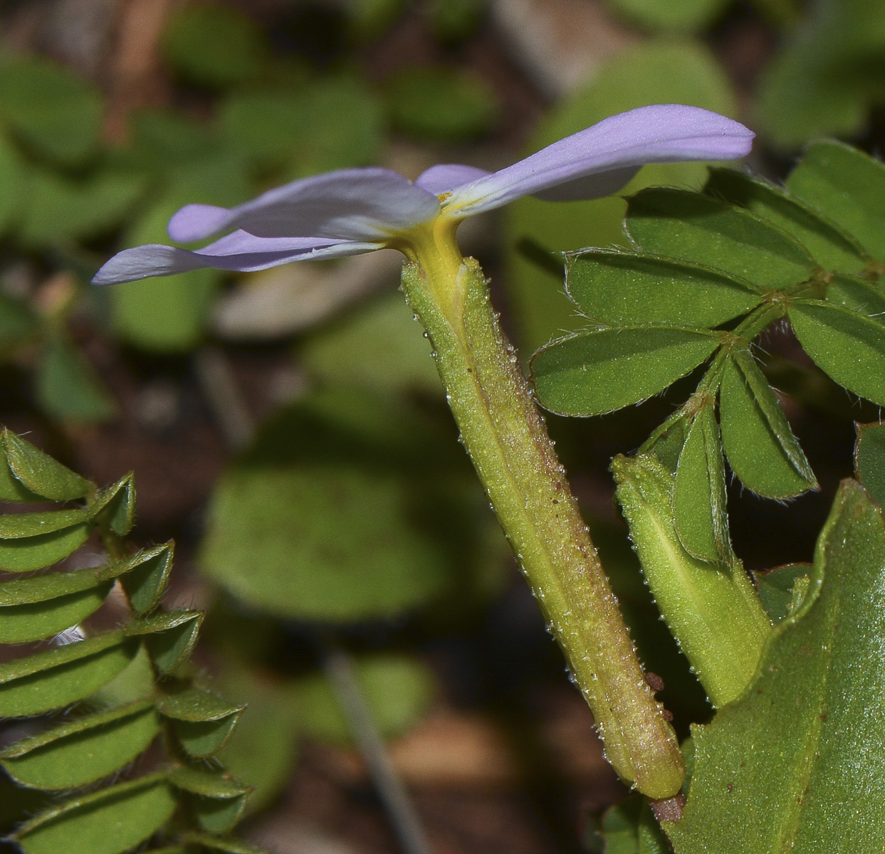 Image of Malcolmia crenulata specimen.