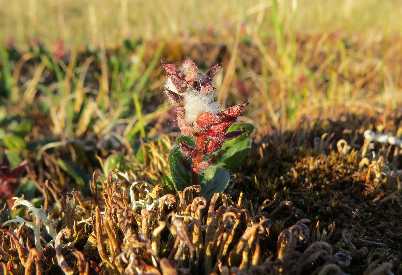 Изображение особи Salix nummularia.