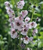 Verbascum phoeniceum. Часть соцветия. Пермский край, г. Пермь, Кировский р-н, цветочная клумба у административного здания, в культуре. 18.06.2017.