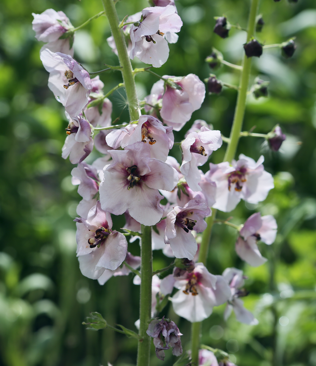 Image of Verbascum phoeniceum specimen.