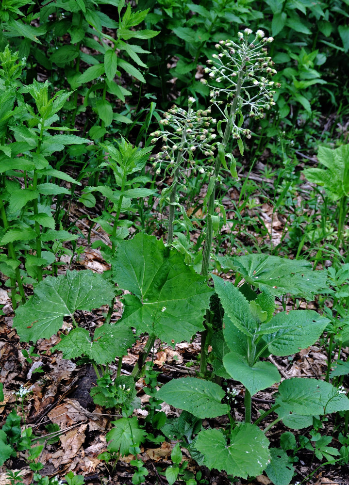 Image of Petasites albus specimen.