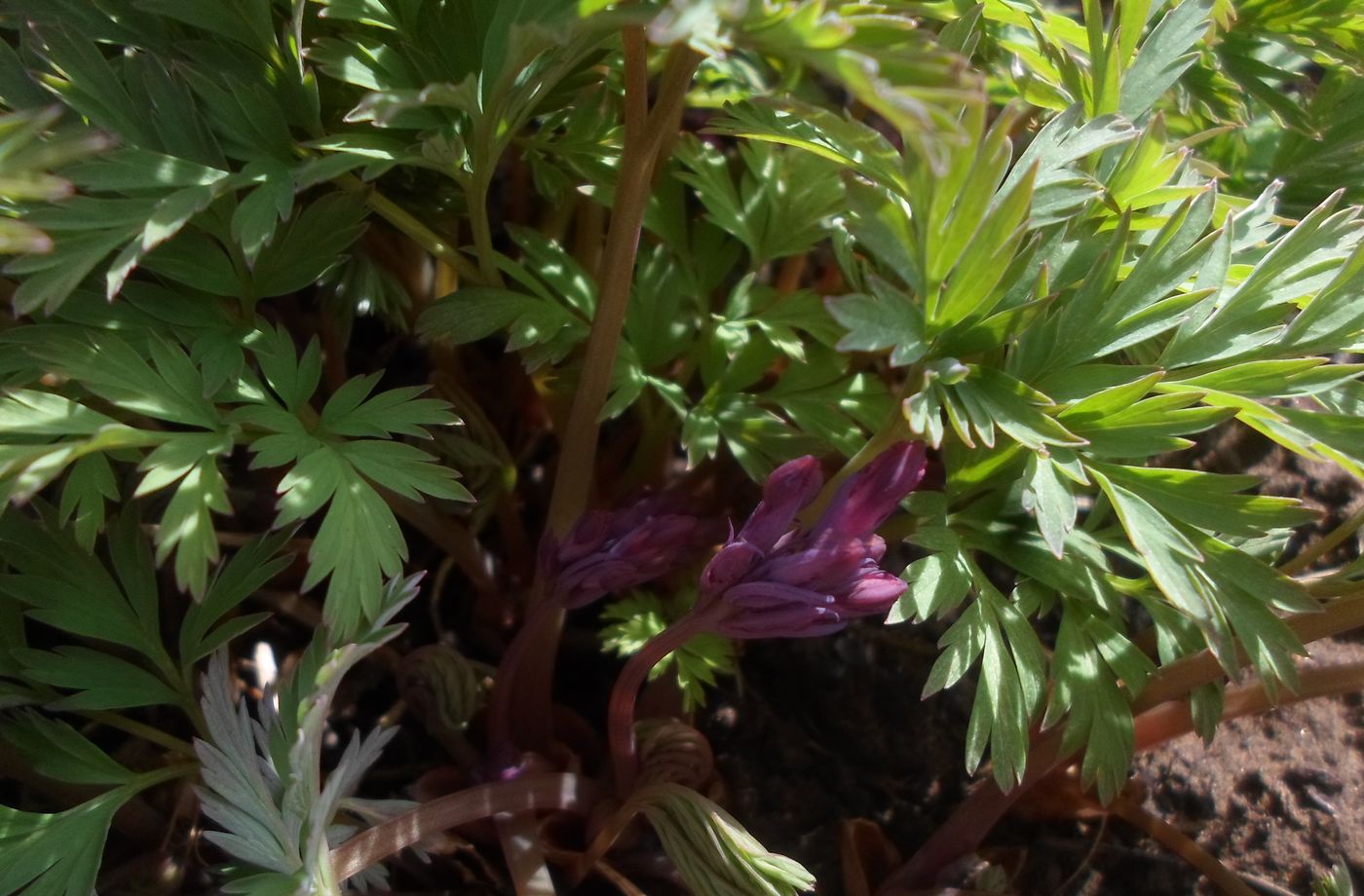 Image of Dicentra formosa specimen.