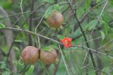 Punica granatum. Ветвь с плодами и цветком. Китай, провинция Гуандун, р-н Шаогуань, геопарк \"Дансия\", лес на вершине горы. 17.10.2017.