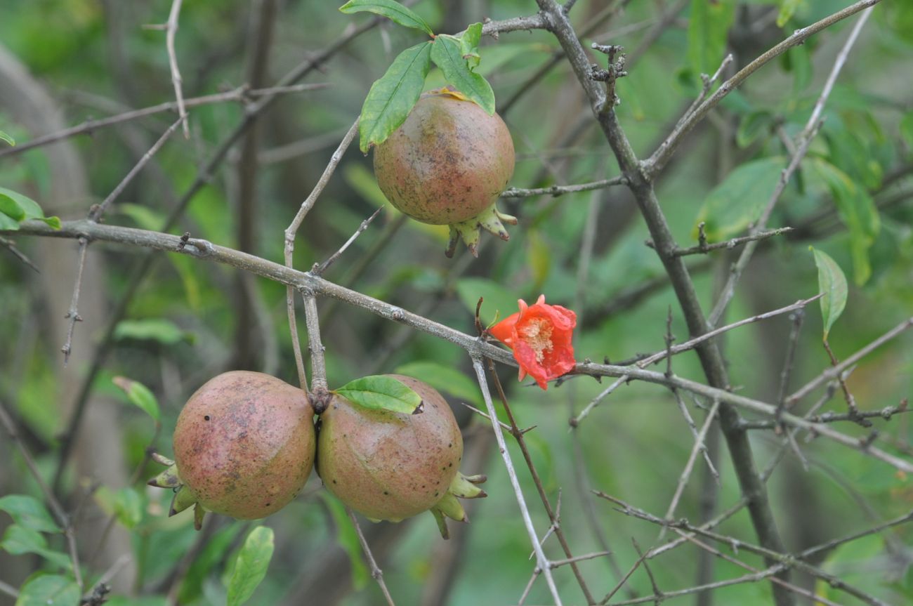 Image of Punica granatum specimen.