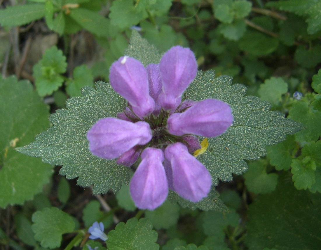 Image of Lamium maculatum specimen.