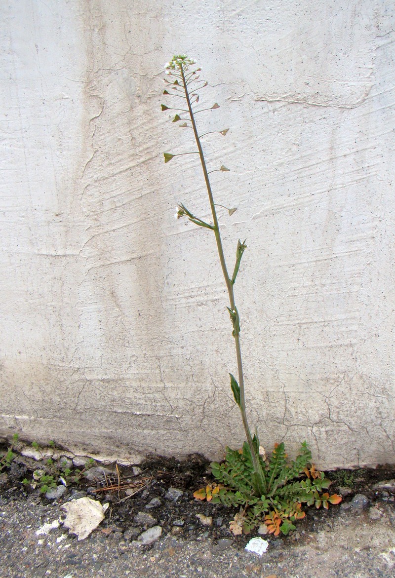 Изображение особи Capsella bursa-pastoris.