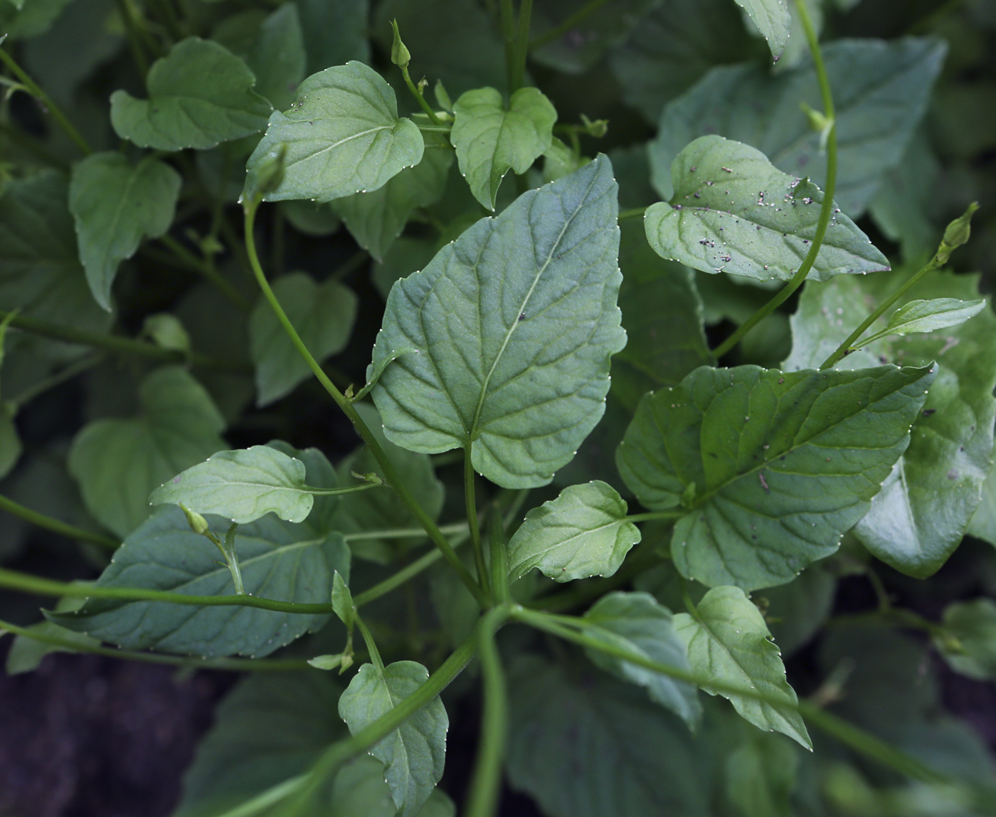 Изображение особи Campanula carpatica.