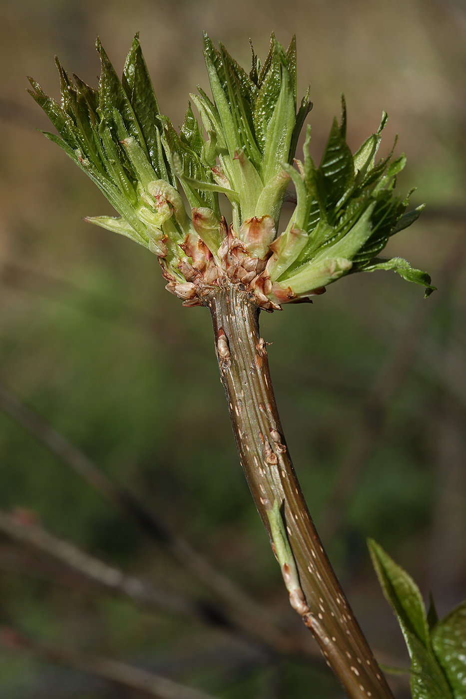 Image of Padus avium specimen.