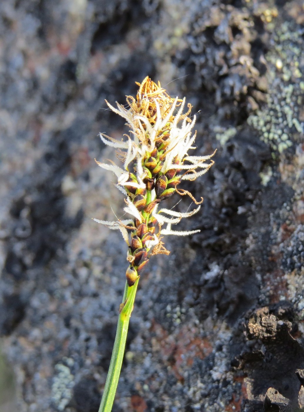 Изображение особи Carex arctisibirica.
