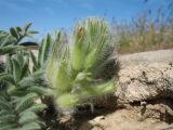 Astragalus stenocystis