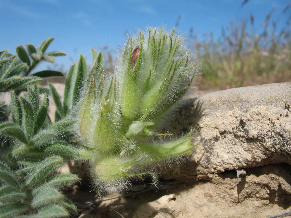 Изображение особи Astragalus stenocystis.