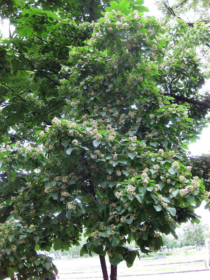 Image of Acer tataricum specimen.