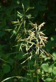 Bromopsis inermis