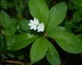 Trientalis europaea. Цветки и листья. Московская обл., Одинцовский р-н, Звенигородская биостанция МГУ, в ельнике. 19.05.2018.