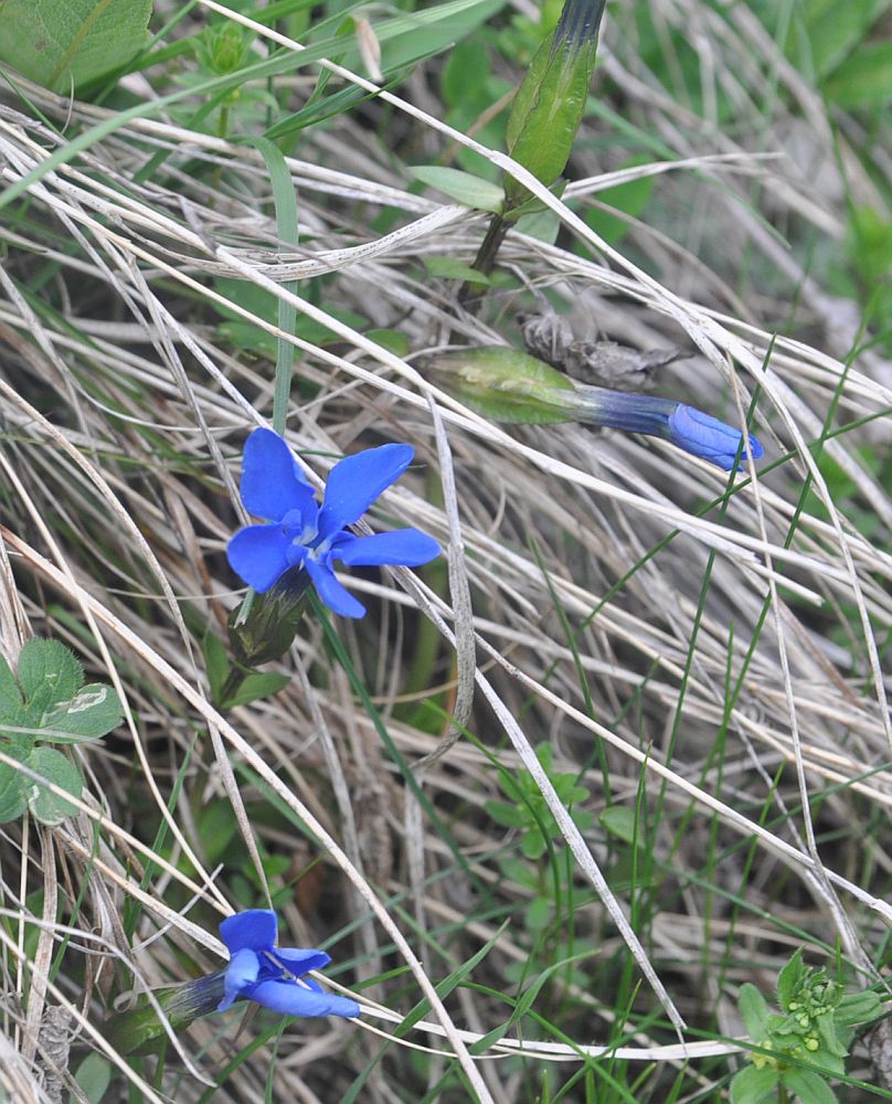 Изображение особи Gentiana angulosa.