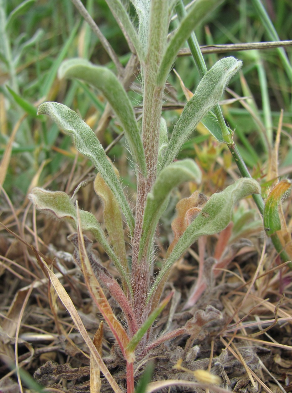 Image of Lappula barbata specimen.