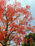 Brachychiton acerifolius