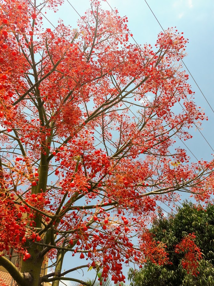 Image of Brachychiton acerifolius specimen.