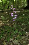 Cephalanthera rubra