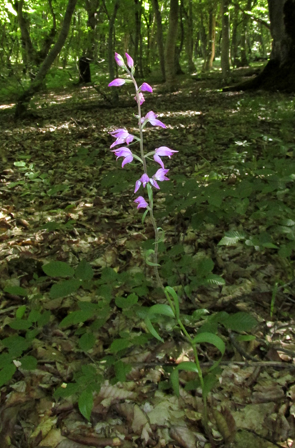 Изображение особи Cephalanthera rubra.