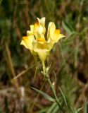 Linaria biebersteinii. Соцветие. Украина, Днепропетровская обл., Апостоловский р-н, Токовский сельский совет, южнее Токовских водопадов, возле дороги. 04.08.2018.