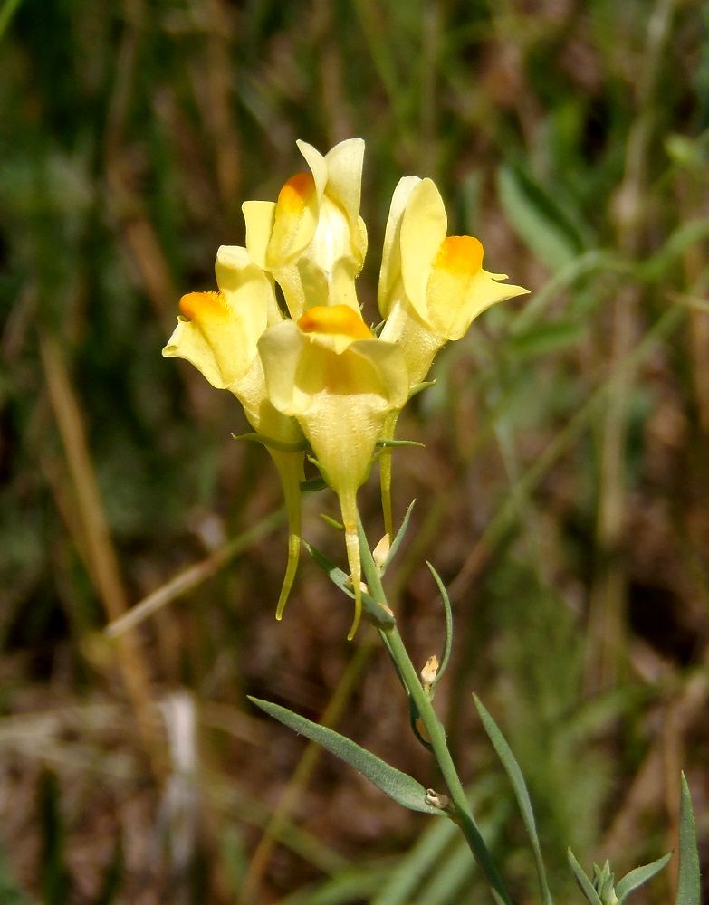 Изображение особи Linaria biebersteinii.