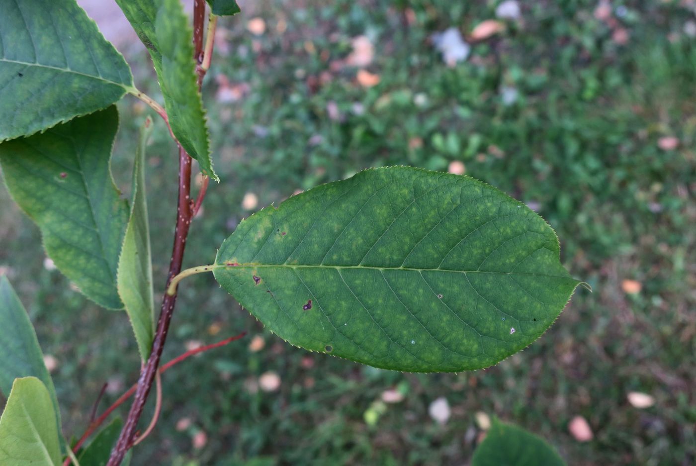 Изображение особи Padus virginiana.