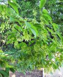 Acer carpinifolium