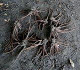 Image of taxon representative. Author is Сергей Наумов