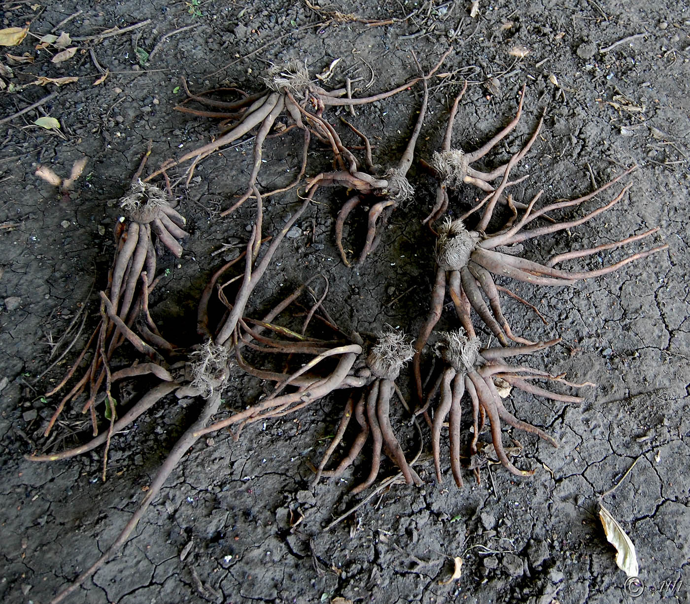 Image of Eremurus robustus specimen.