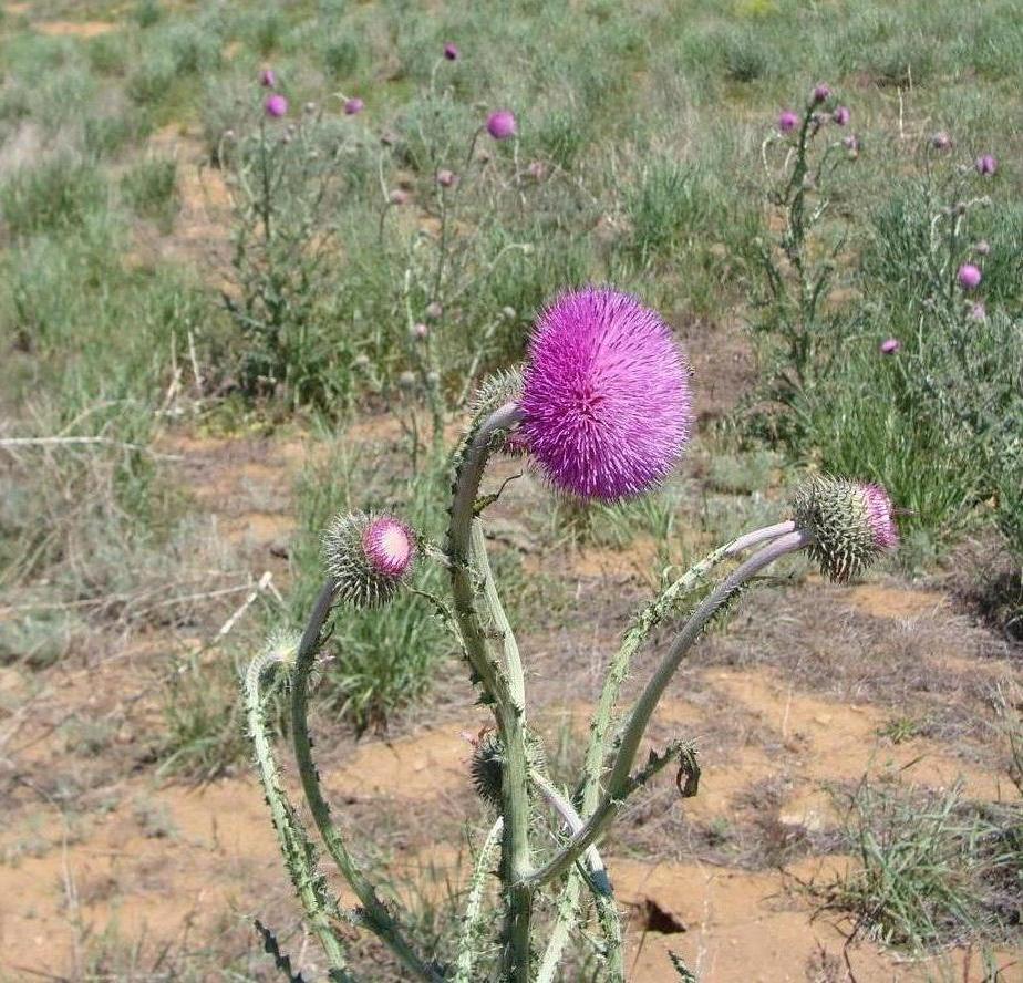 Image of Carduus uncinatus specimen.