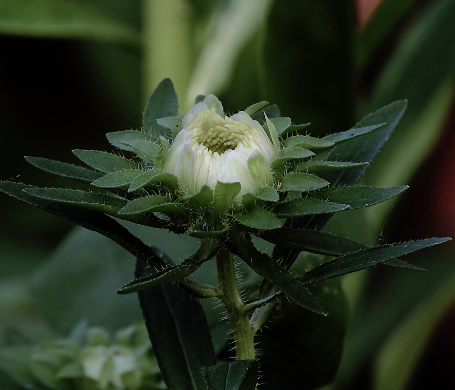 Изображение особи Callistephus chinensis.