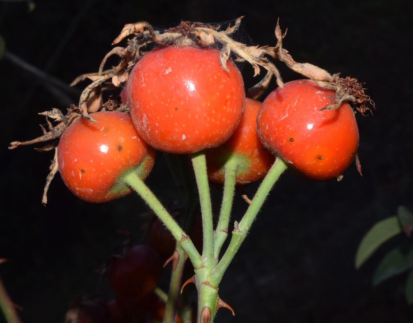 Image of Rosa canina specimen.