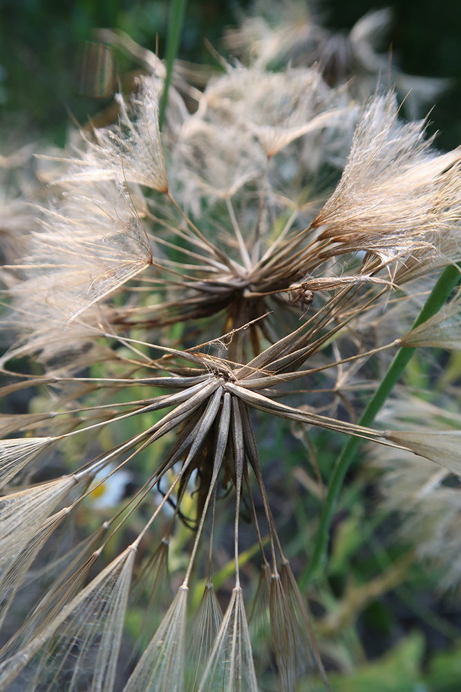 Изображение особи Tragopogon sibiricus.