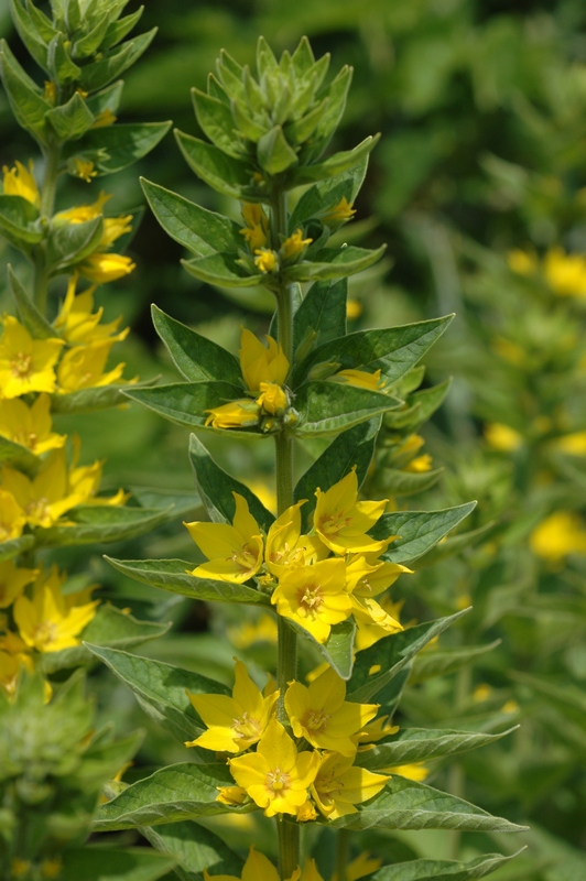 Image of Lysimachia punctata specimen.